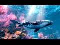 Meditative Ocean Sounds Whale Songs Calming Underwater Ambience 
