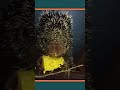 Kemosabe the Porcupine Eating Corn #shorts