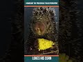 Kemosabe the Porcupine Eating Corn #shorts
