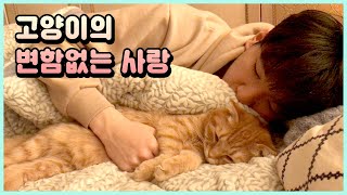 (ENG sub) Cats also give us endless love like dogs