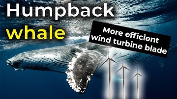 humpback whale | More efficient wind turbine blade!