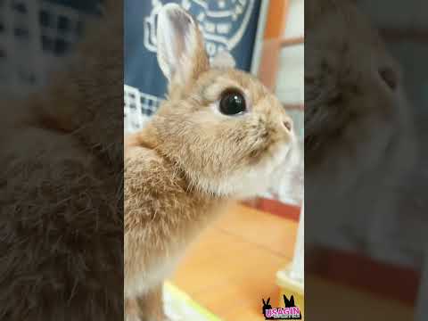 （白目がちのチロメちゃん）かじり木でまた少し遊ぶ🐰