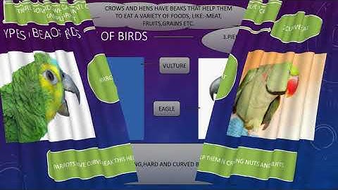 Class-4 CHAPTER-5 BIRDS - BEAKS AND CLAWS|| PART-1