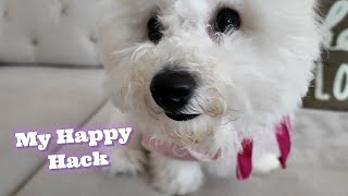 How to be Happy like a Puppy? (Listen up, Humans!)