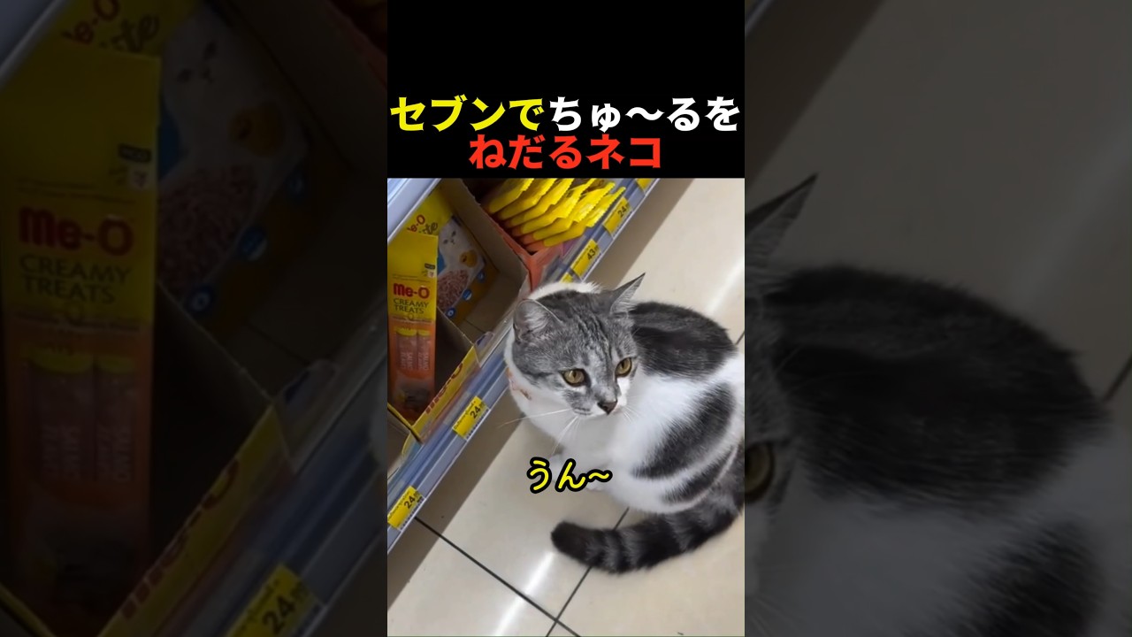 セブンでちゅ〜るをねだるネコ