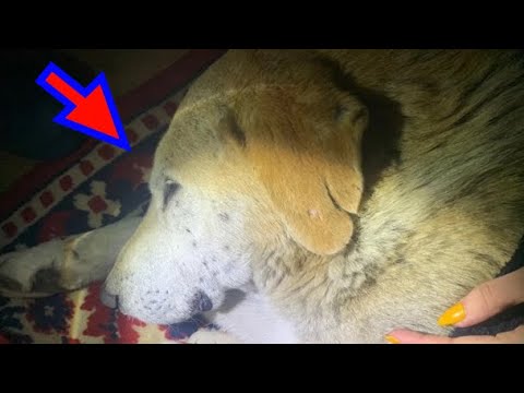 Video: Kako je umrl vesoljski pes Laika?