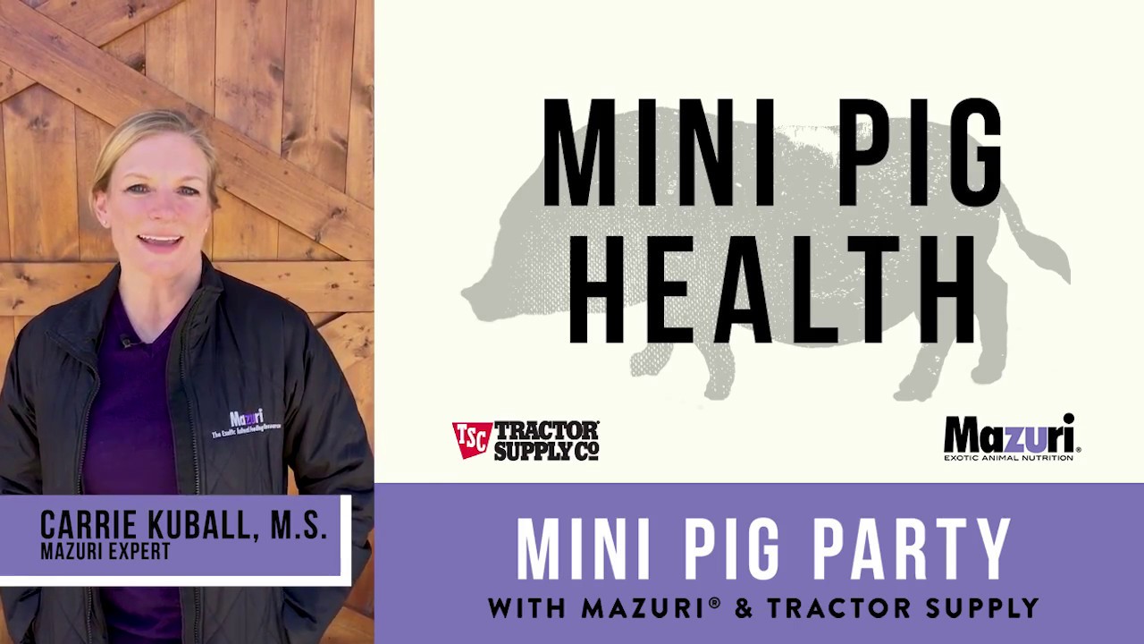 pigs lyrics Mini Pig Party: Mini Pig Health