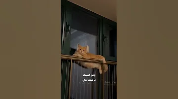 ومن الشباك لرميلك حالي حالات واتس اب حالات انستا 