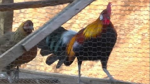 Saib qaib dus zoo nraug heev 2020