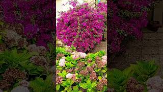 Flores de Figuera Castropol Asturias #flowers #españa