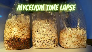 Mycelium Time Lapse Resimi