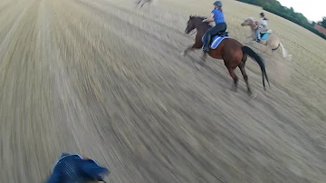 Wie schnell laufen Pferde im Galopp?