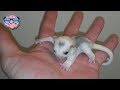 Top 10 Strange Animals You Can Own As Pets