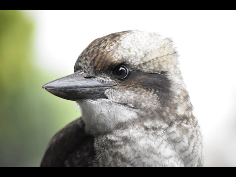 Baby Kookaburra Sings After Food Youtube