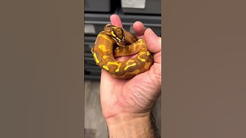Ball Python Genetics Project - Super Gravel Enchi