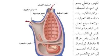 أحياء ٢-١ اللا فقاريات الحبلية الكيسيات