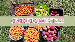 ⭐Обзор огорода август 🍅🍑🍊🍒 Сбор урожая ⭐