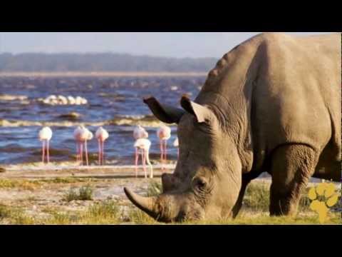 Видео: Историята на Меймей, осиротял черен носорог в Кения - Matador Network