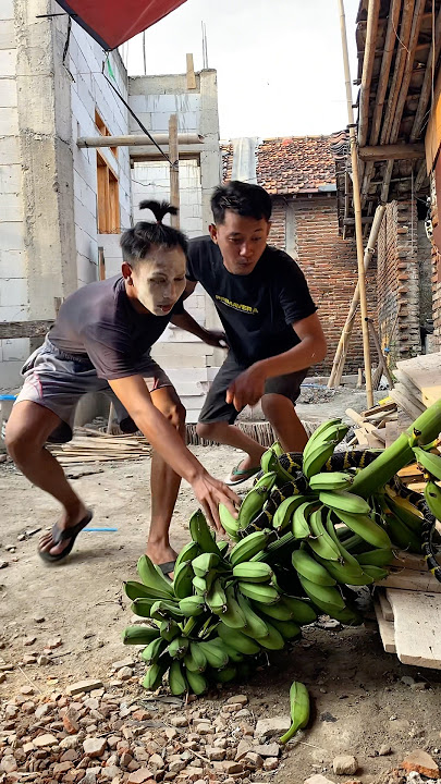 Cemong & Sugrim Are Shocked! The Banana They Want to Take Is Guarded by a Snake 😱😂 #shortsfeed #s...