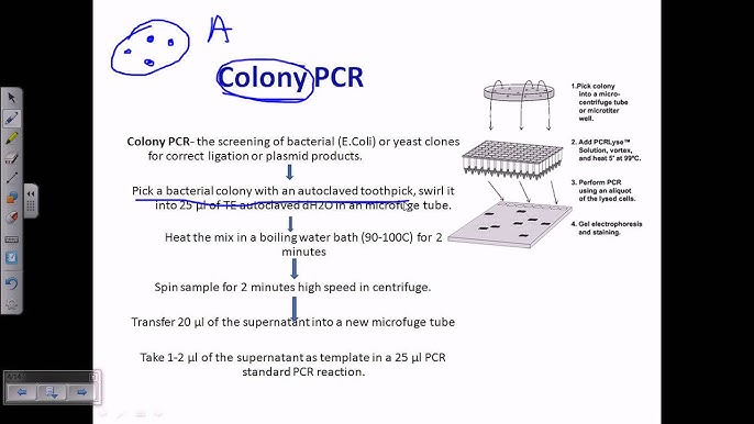 Colony Pcr Youtube