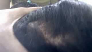 система волос с имитацией кожи головы днепропетровск(, 2013-06-23T12:42:44.000Z)