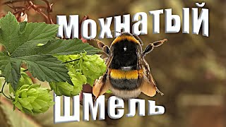 Мохнатый Шмель - А Цыган Идёт - Никита Михалков