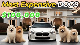 10 Most Expensive Dogs Reserved for the Rich