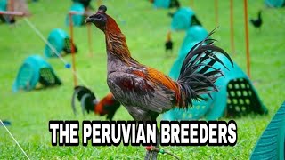 THE KATE AND KURT GAME FARM PERUVIAN BREEDER