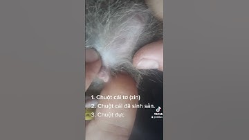 Hướng dẫn phân biệt chuột đực cái