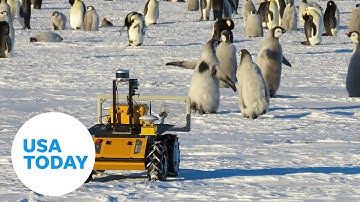 Emperor penguins in Antarctica monitored by robot | USA TODAY
