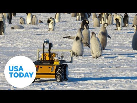 Emperor penguins in Antarctica monitored by robot | USA TODAY