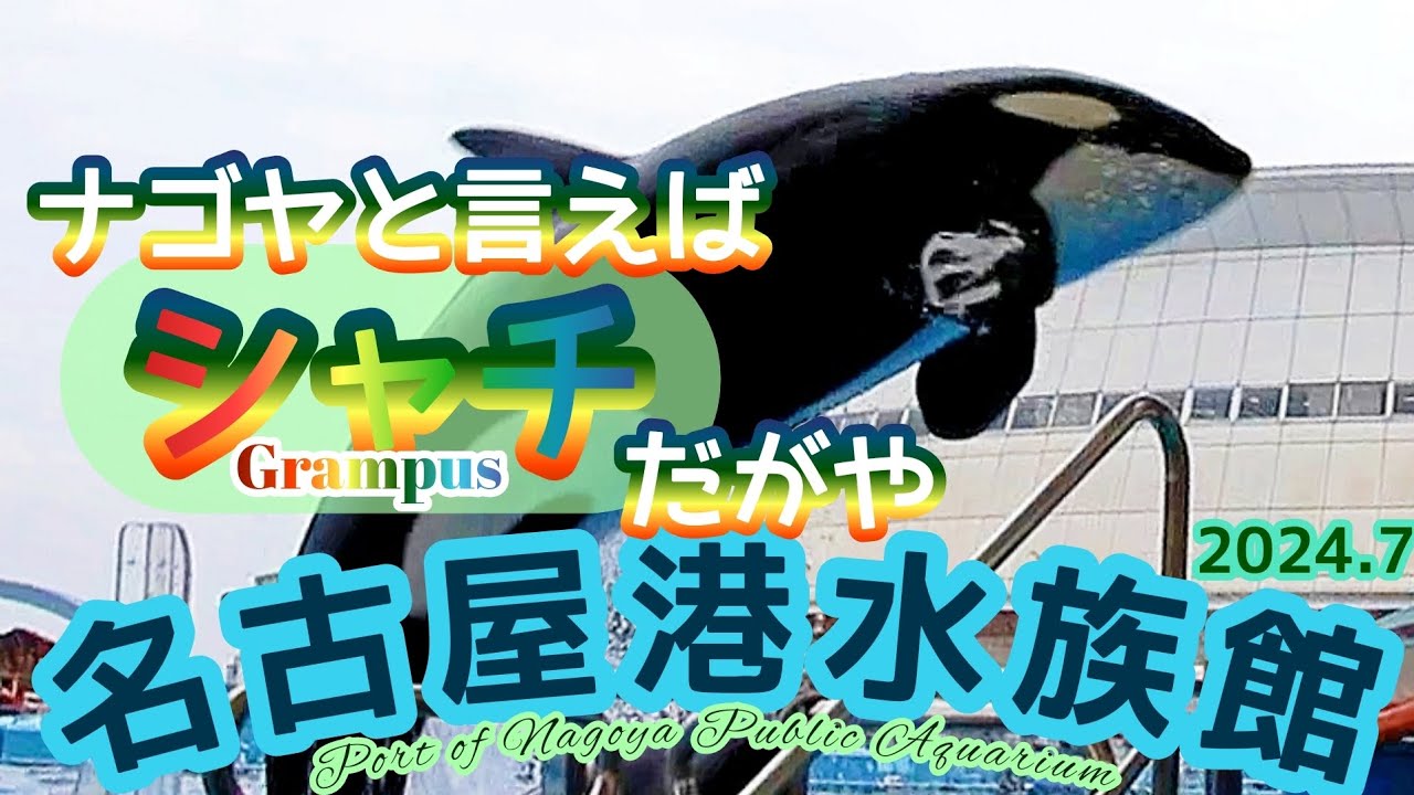 名古屋港水族館 館内ポスター シャチのクーちゃん B1サイズ