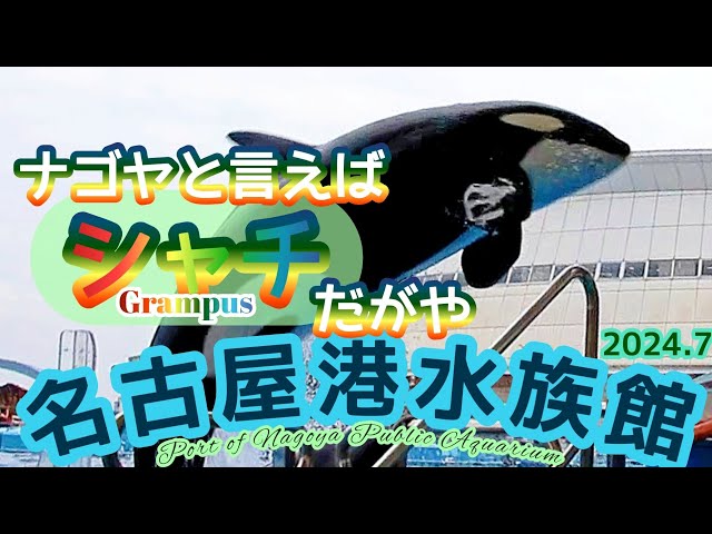 名古屋港水族館 館内ポスター シャチのクーちゃん B1サイズ 非売品 名古屋港水族館 館内ポスター シャチのクーちゃん B1サイズ
