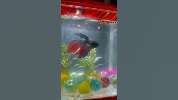 betta fish 🐟 #fish