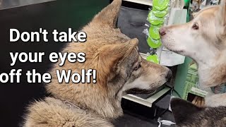 Wolf's Pet Store Disaster! #petwolf #wolfpup #wolfdog