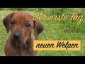 Neuer Welpe zieht ein, Welpen am ersten Tag im neuen Zuhause eingewöhnen