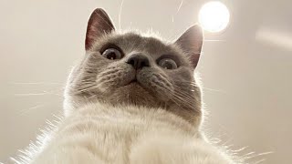Funny animals - Funny cats / dogs - Funny animal videos 290