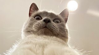 Funny animal videos 2023😆 Funny cat videos and dogs - Funny animals 290 by Happy Dog 744,721 views 10 months ago 11 minutes, 16 seconds