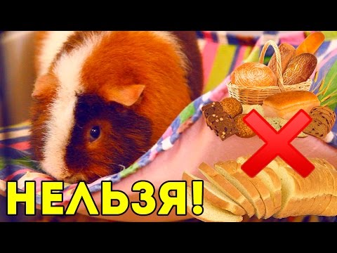 Видео: Можно ли морским свинкам есть лайчи?