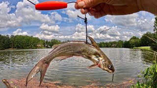 Using Tiny Catfish to Catch BIGGER Catfish!? + Catch n' Cook