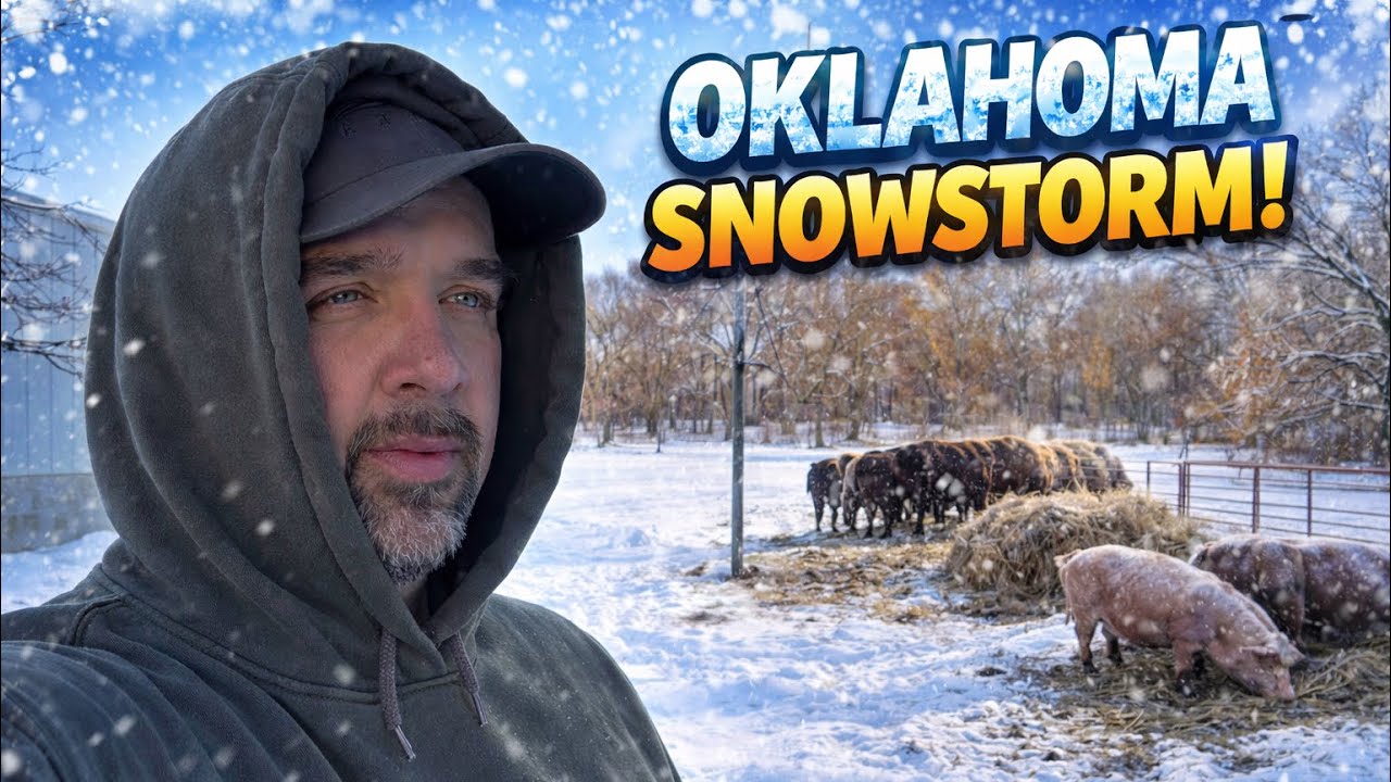 Жизнь на ферме во время снежной бури в Оклахоме