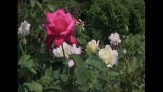 The Last Rose Of Summer