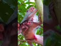 木の上で生活するお猿さんは危険がいっぱい 子猿落下