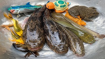 Kem Chanel đi bắt cá thả vào bể bơi mới: cá chép, cá trê, cá bống, cá sấu, cá mập, con vịt.