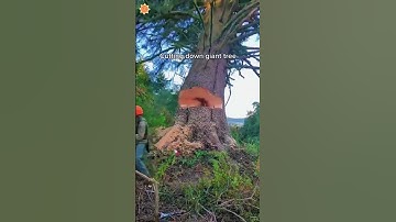 Tree Felling🌲🤯#satisfying #asmr #cuttingtrees #tree #oddlysatisfying #treework #giant #fyp #usa