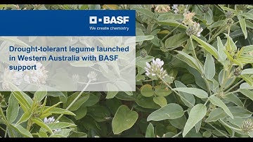 New BASF biological solution helps farmers combat drought