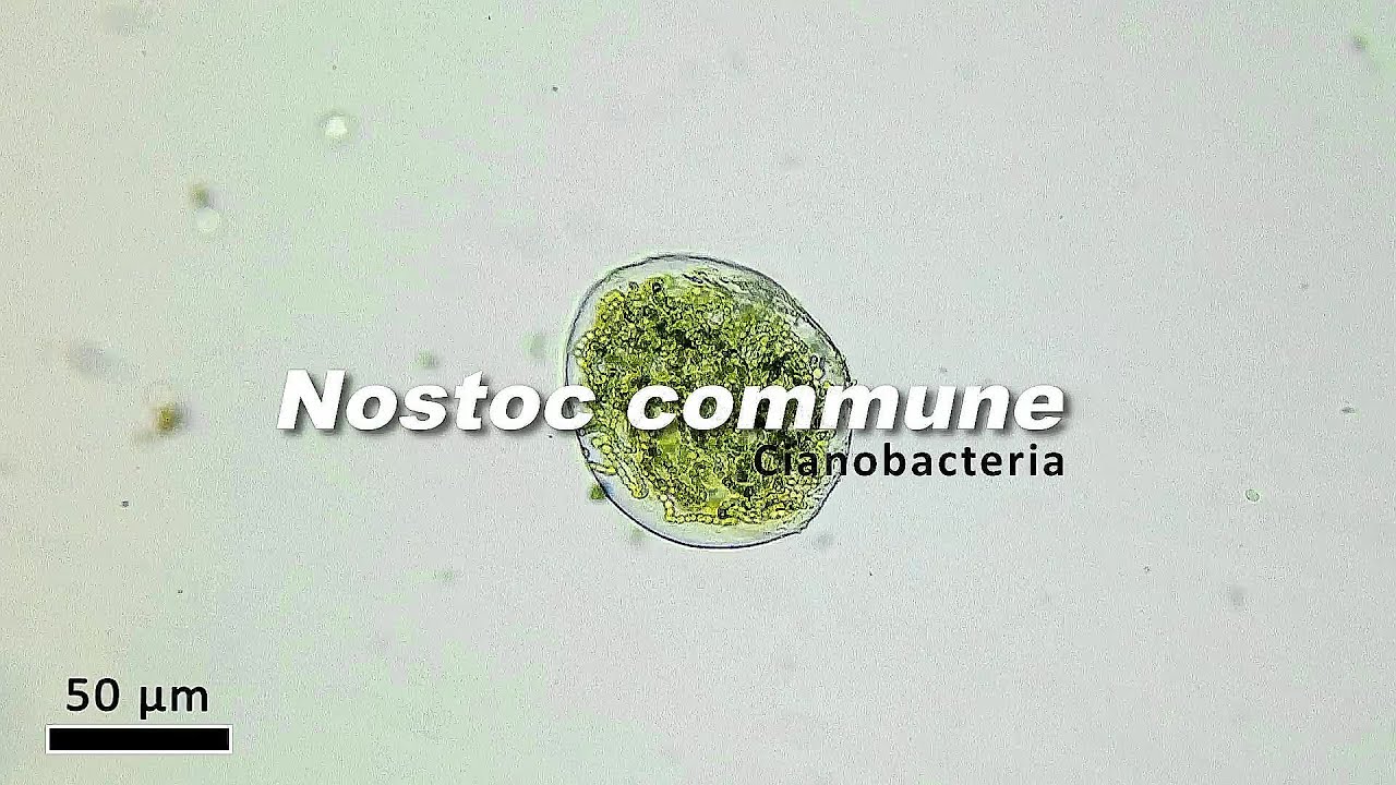Nostoc commune (Cianobacteria)