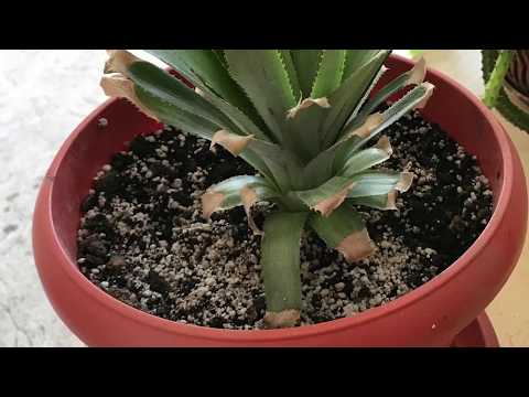 Video: How To Grow Pineapple On A Windowsill