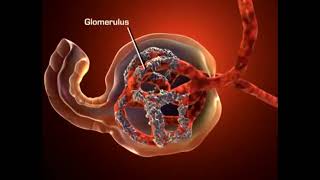 Anatomy and physiology Urinary system & Nephron (3D)