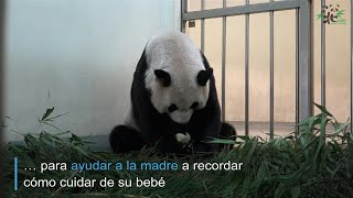 Panda de peluche para ayudar en la crianza | AFP